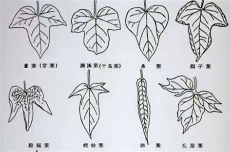 橘子葉子形狀|橘子樹葉子是什麼形狀